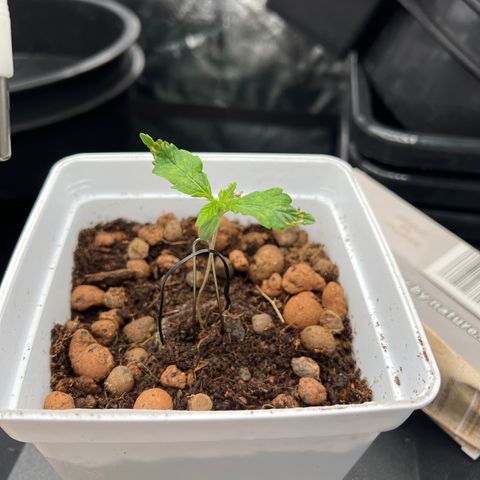 White domina  growlog photo: Photo du jour