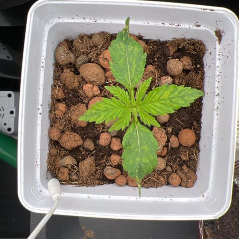 White domina  growlog timeline photo