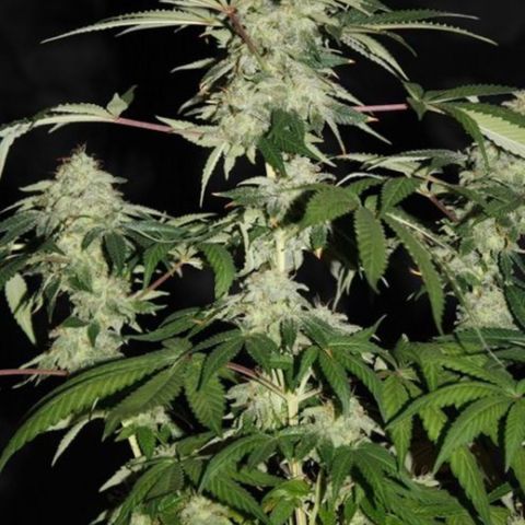 Tropimango  growlog timeline photo