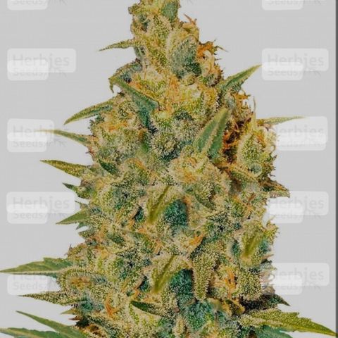 Tropimango  growlog timeline photo