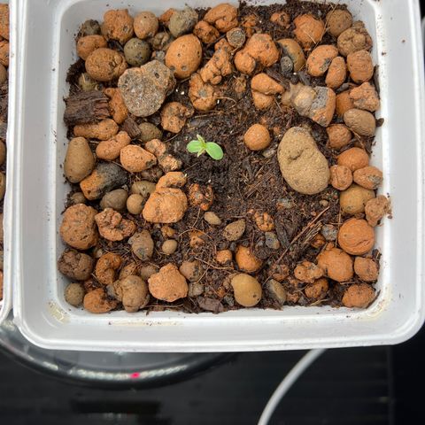 Tropimango  growlog photo: C parti …