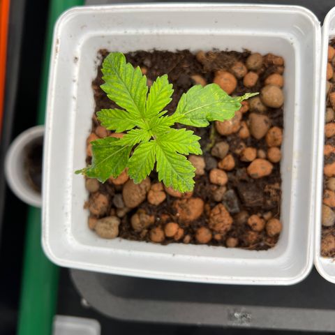 White domina  growlog photo: Ça a l’air pas mal …