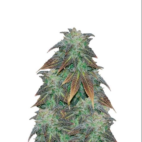 Tropimango  growlog timeline photo