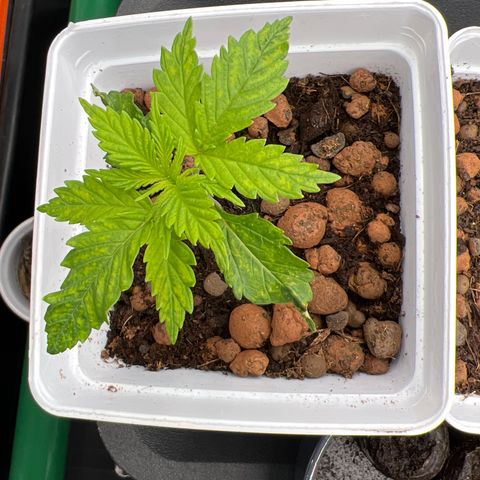 White domina  growlog timeline photo