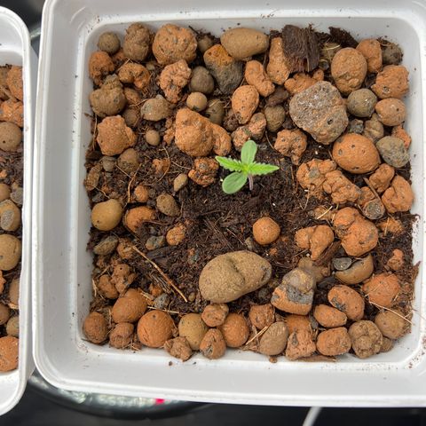 Tropimango  growlog timeline photo