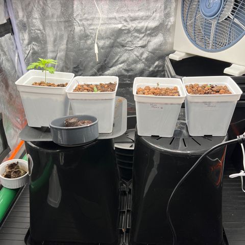 White domina  growlog timeline photo
