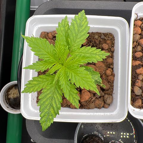 White domina  growlog timeline photo