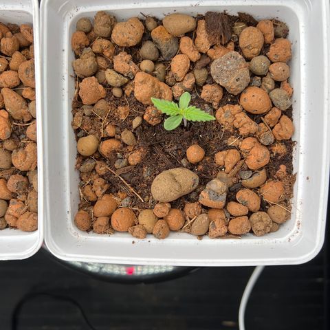 Tropimango  growlog timeline photo