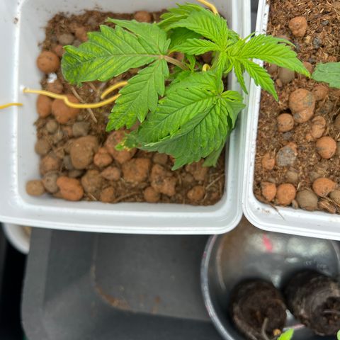 White domina  growlog photo: Début de palissage 