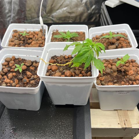 White domina  growlog timeline photo