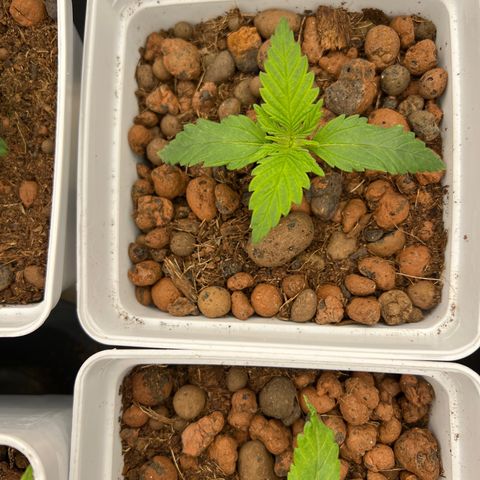 Tropimango  growlog timeline photo