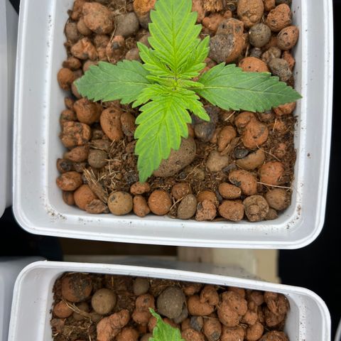 Tropimango  growlog timeline photo