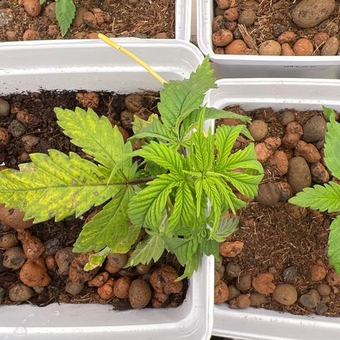 White domina  growlog photo: Dur dur sûrement surengraisage
Ou sur arrosage 