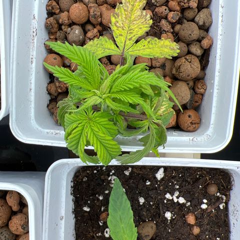 White domina  growlog photo: Après arrosage pas de mieux ???