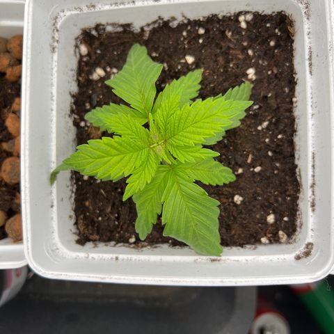 Tropimango  growlog timeline photo