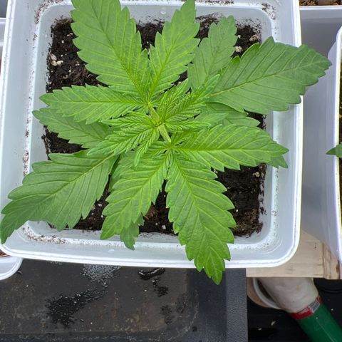 Tropimango  growlog timeline photo