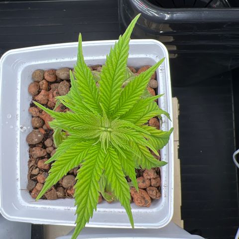 White domina  growlog photo: Ça va bcp mieux avec plus arrosage 