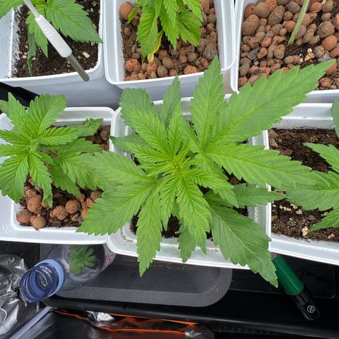 Tropimango  growlog timeline photo