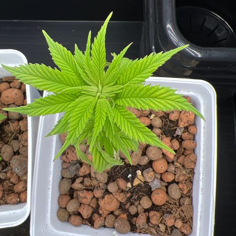 White domina  growlog timeline photo