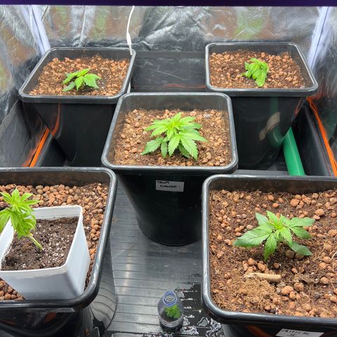 White domina  growlog timeline photo