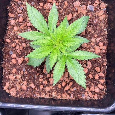 Tropimango  growlog timeline photo