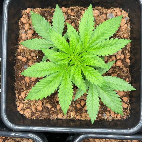 Tropimango  growlog timeline photo
