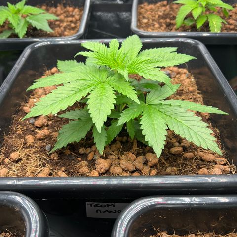 Tropimango  growlog timeline photo