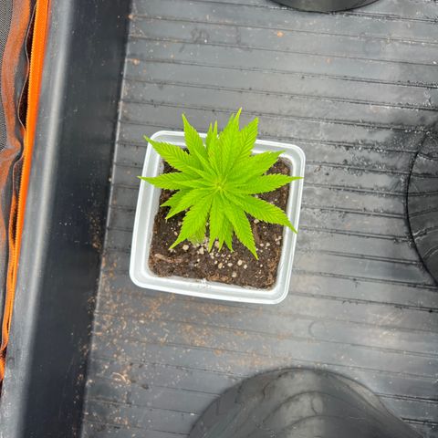 White domina  growlog timeline photo