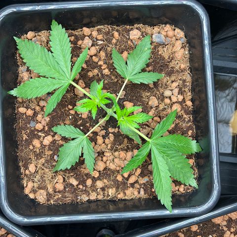 Tropimango  growlog timeline photo