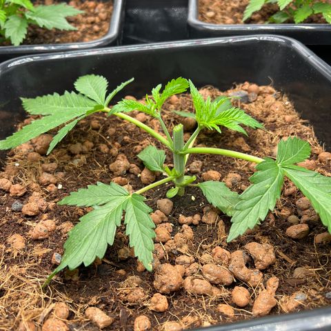 Tropimango  growlog timeline photo