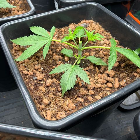 Tropimango  growlog timeline photo
