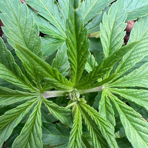 White domina  growlog timeline photo