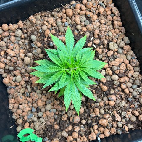 White domina  growlog timeline photo