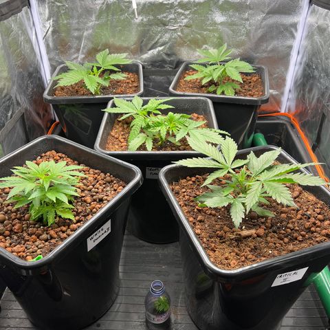 White domina  growlog timeline photo