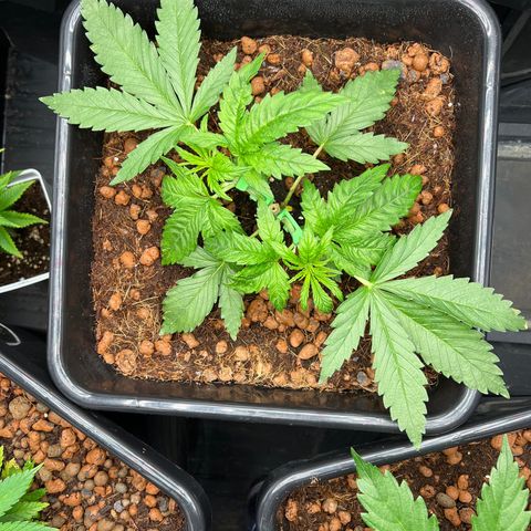 Tropimango  growlog timeline photo