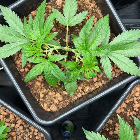 Tropimango  growlog timeline photo