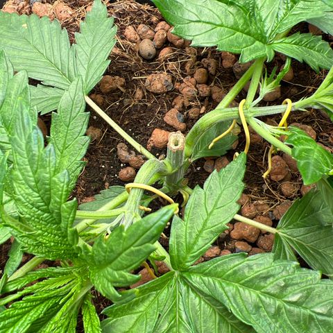 Tropimango  growlog timeline photo