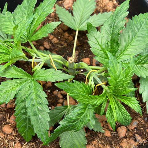 Tropimango  growlog timeline photo