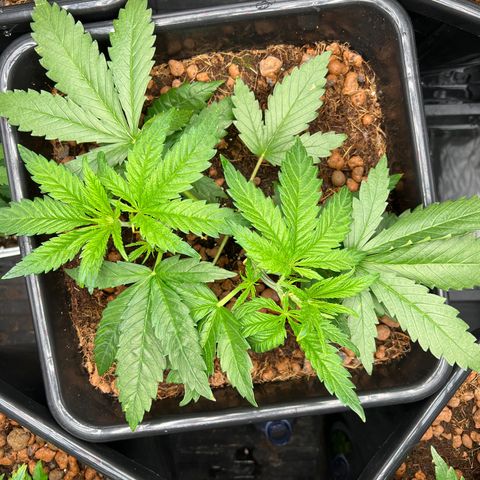 Tropimango  growlog timeline photo