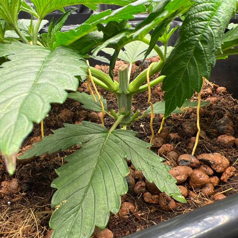 Tropimango  growlog timeline photo