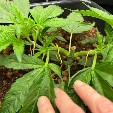Tropimango  growlog timeline photo