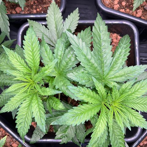 Tropimango  growlog timeline photo