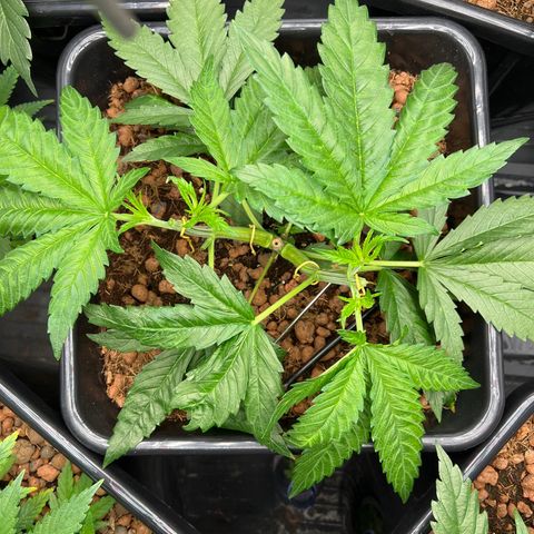 Tropimango  growlog timeline photo