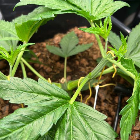 Tropimango  growlog timeline photo