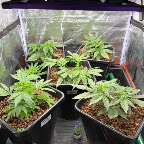 White domina  growlog timeline photo