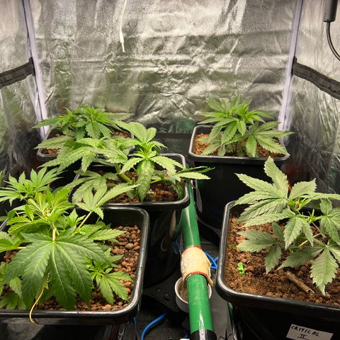 White domina  growlog timeline photo