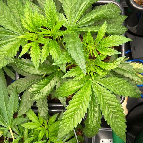 Tropimango  growlog timeline photo