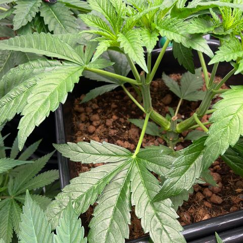 Tropimango  growlog timeline photo