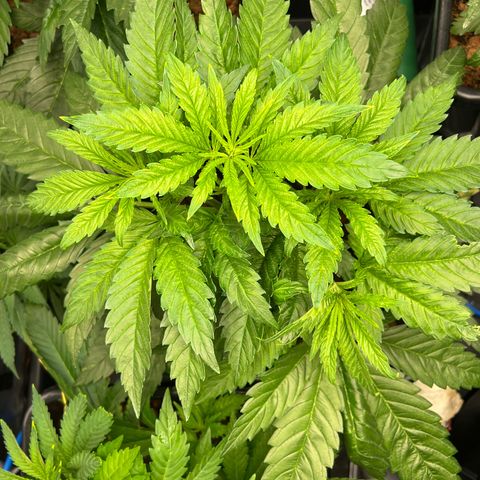 Tropimango  growlog timeline photo