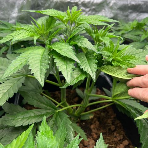 Tropimango  growlog timeline photo